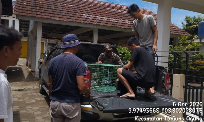 WARGA MUARA ENIM SERAHKAN SATWA DILINDUNGI BERJENIS SIAMANG SECARA SUKARELA