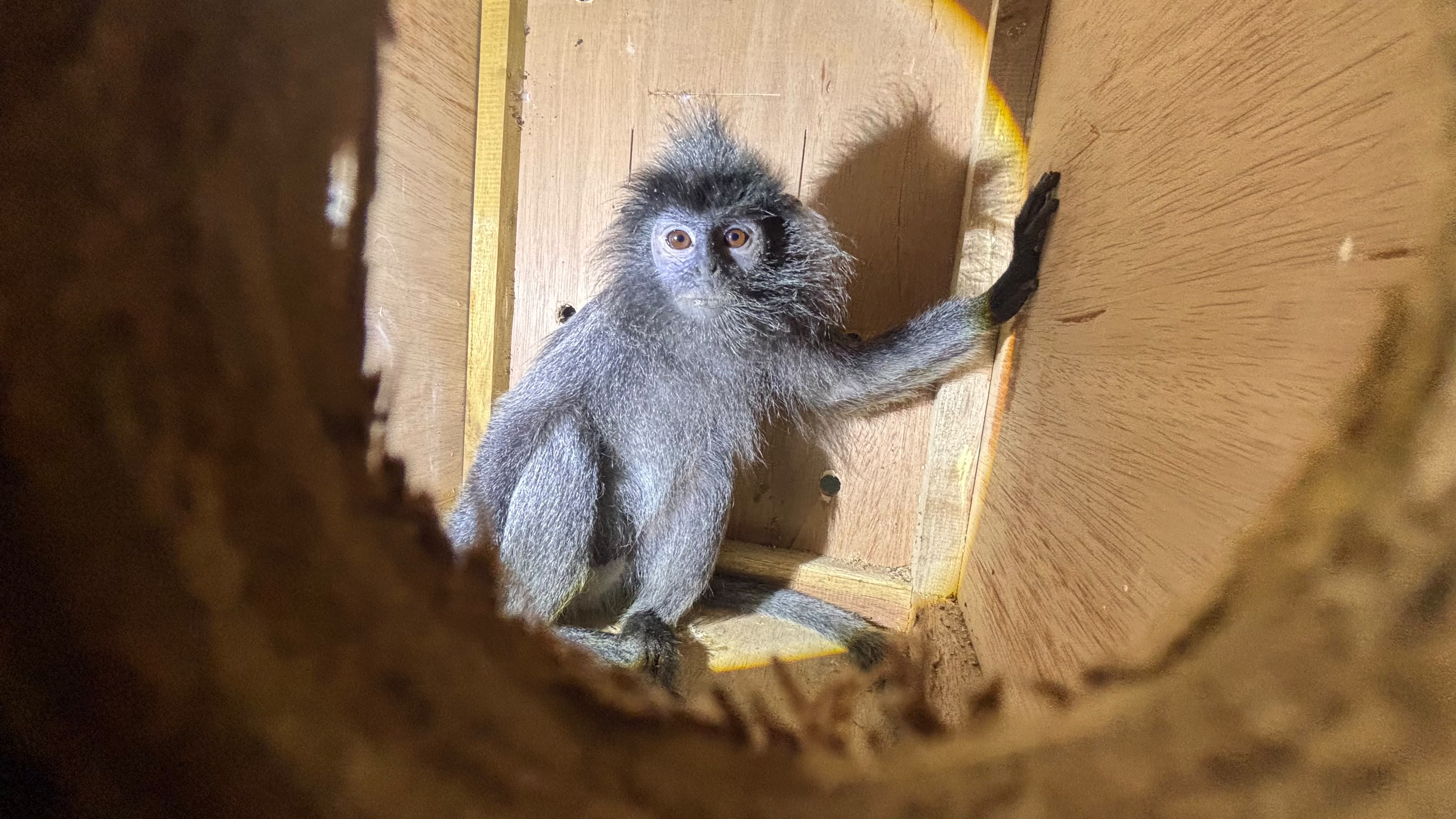 KEMBALINYA DUA INDIVIDU SATWA LUTUNG KELABU KE HABITAT ALAMINYA 