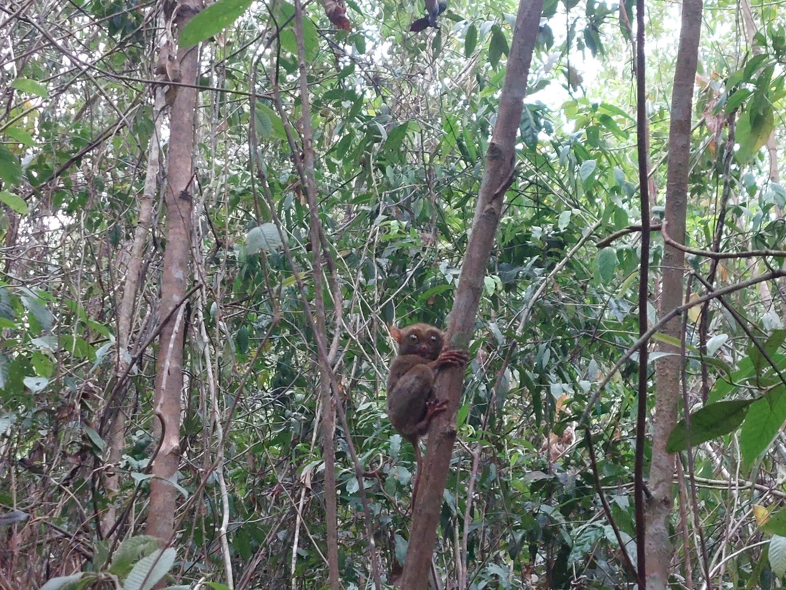 BKSDA SUMSEL LEPASLIARKAN TARSIUS DI TAHURA GUNUNG LALANG