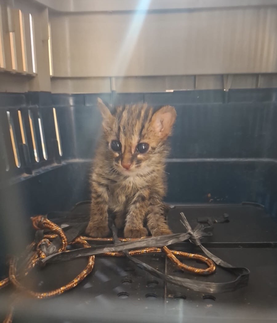 DITEMUKAN DI SAWAH, SATU INDIVIDU KUCING KUWUK DISERAHKAN WARGA KE BKSDA SUMSEL