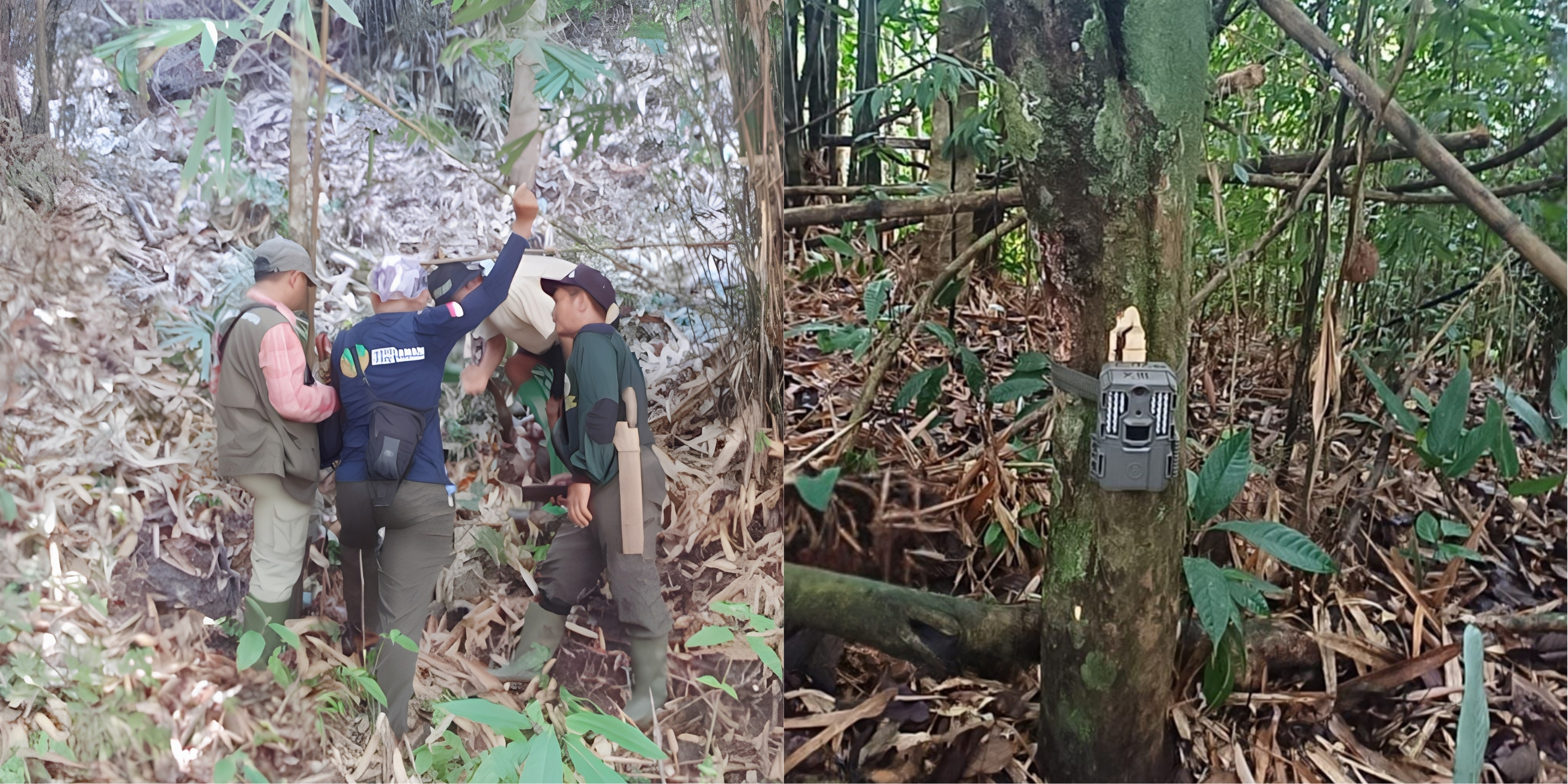 Mitigasi Interaksi Negatif Harimau, BKSDA Sumsel Pasang Camera Trap