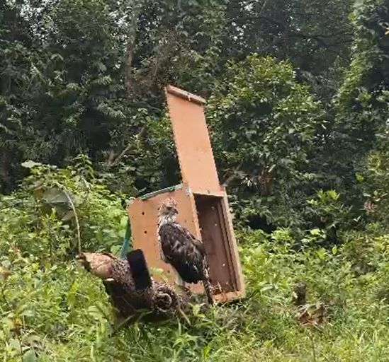 BKSDA Sumsel Lepasliarkan Tiga Individu Elang ke Habitat Alaminya